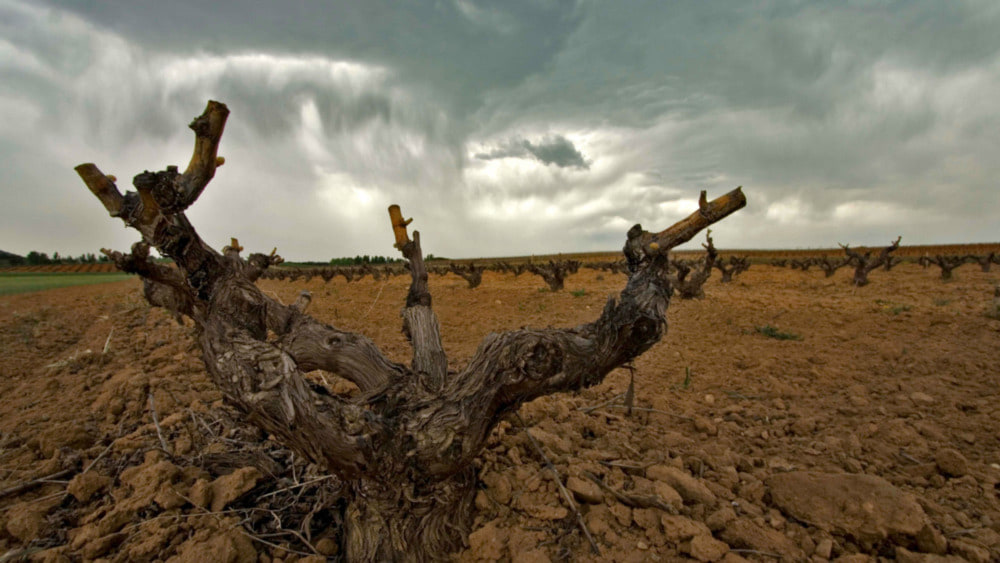 Lehm, Kalk und Stein – wo große Weine tief wurzeln