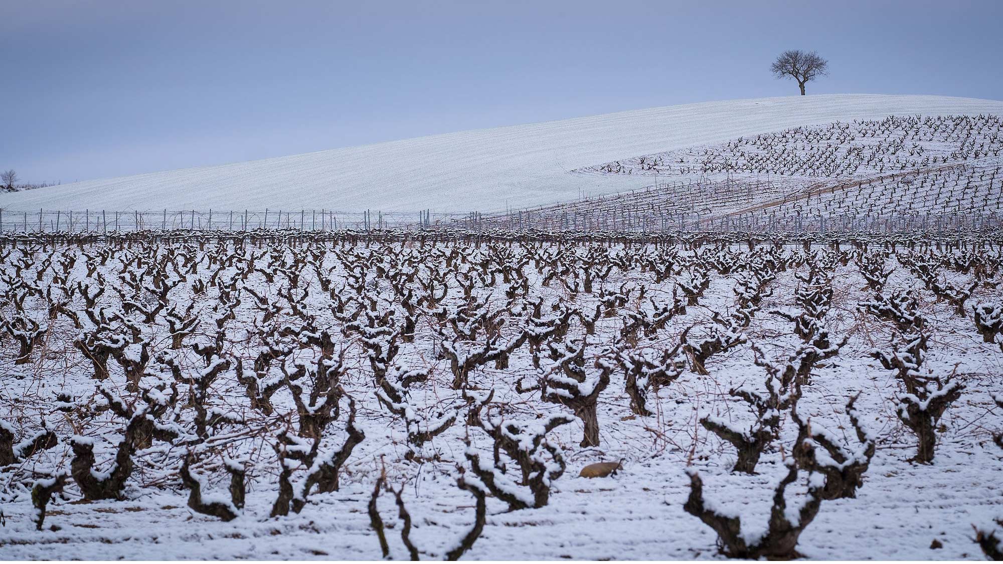 Ribera del Duero, Tempranillo, Terroir